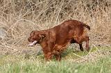SETTER IRLANDAIS 274